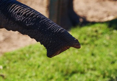 Could elephant trunk hair revolutionise robotics?