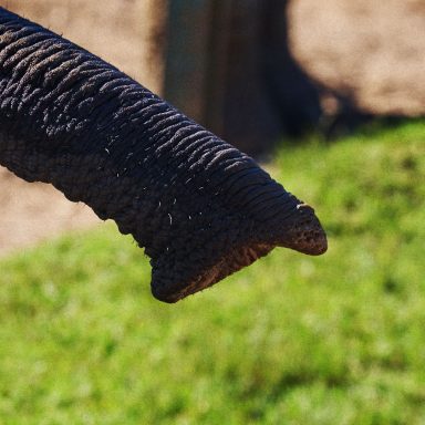 Could elephant trunk hair revolutionise robotics?