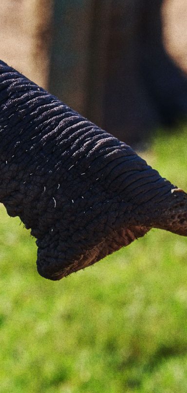 Could elephant trunk hair revolutionise robotics?