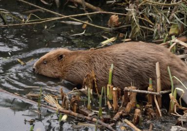 How a city brought back an animal that went extinct 400 years ago to solve flooding problem