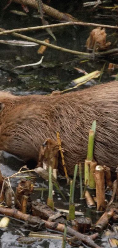 How a city brought back an animal that went extinct 400 years ago to solve flooding problem