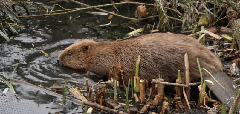 How a city brought back an animal that went extinct 400 years ago to solve flooding problem