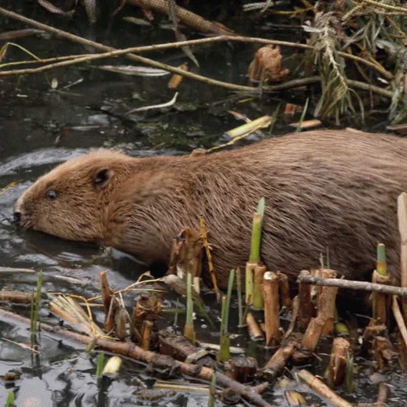 How a city brought back an animal that went extinct 400 years ago to solve flooding problem
