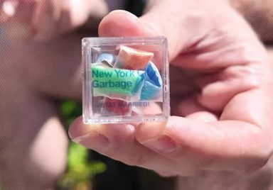 Why are people paying up to $100 for garbage?