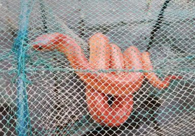 How did the number of rare coral red kukri or orange snakes increase in Bangladesh?