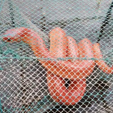 How did the number of rare coral red kukri or orange snakes increase in Bangladesh?