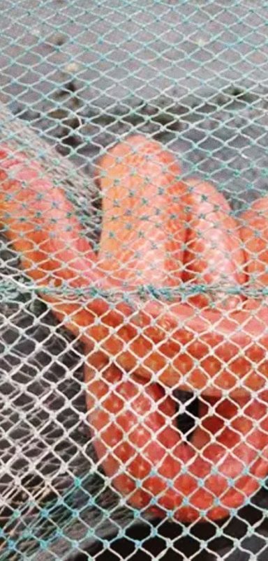 How did the number of rare coral red kukri or orange snakes increase in Bangladesh?