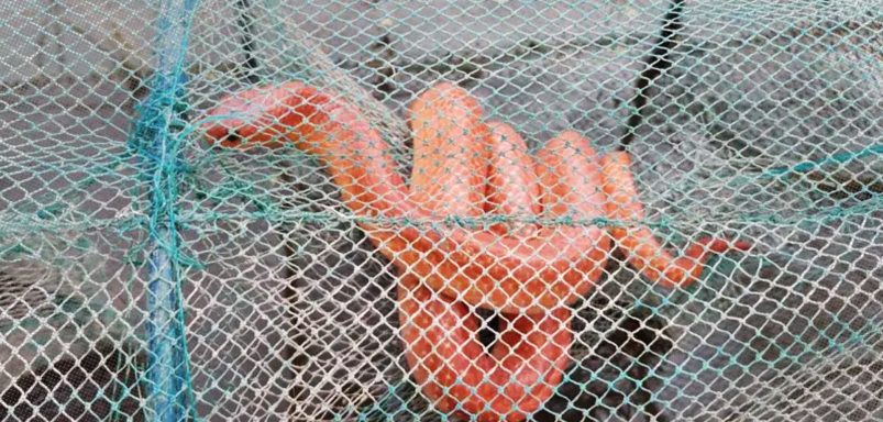 How did the number of rare coral red kukri or orange snakes increase in Bangladesh?