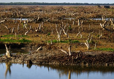 How Sonadia's coastal shield of mangroves is vanishing