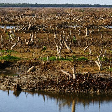 How Sonadia's coastal shield of mangroves is vanishing