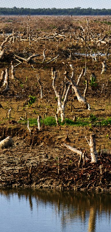 How Sonadia's coastal shield of mangroves is vanishing