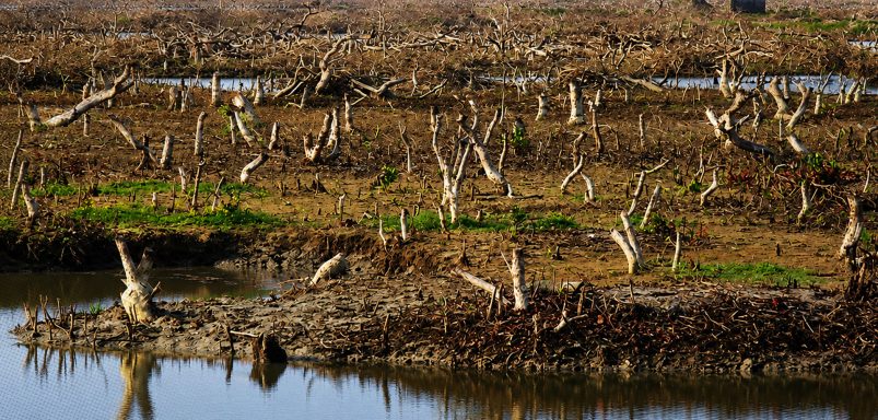 How Sonadia's coastal shield of mangroves is vanishing