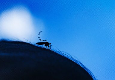 Why mosquitoes love some people more than others and why it's probably not 'sweet blood'