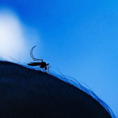 Why mosquitoes love some people more than others and why it's probably not 'sweet blood'