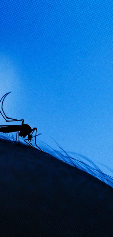 Why mosquitoes love some people more than others and why it's probably not 'sweet blood'