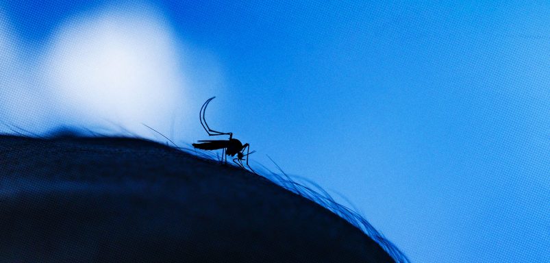 Why mosquitoes love some people more than others and why it's probably not 'sweet blood'