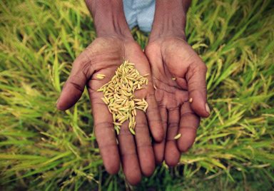 Top 10 rice producing countries in 2025-26
