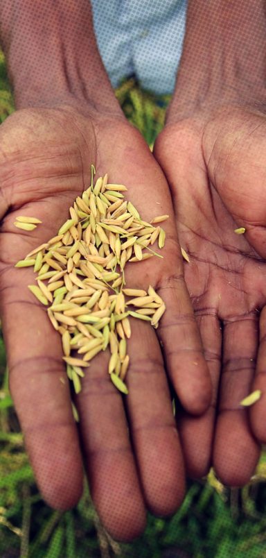 Top 10 rice producing countries in 2025-26