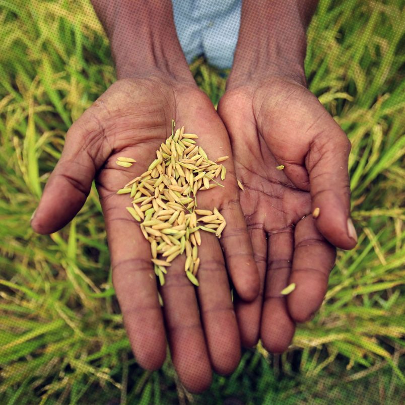 Top 10 rice producing countries in 2025-26