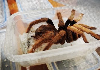Why are foreign spiders and snakes being brought to Bangladesh?