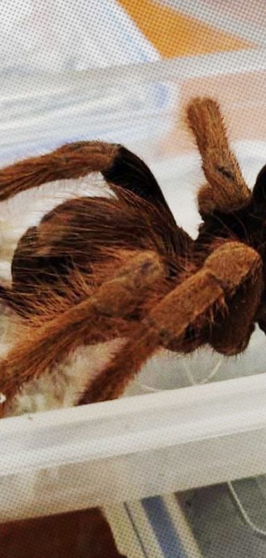 Why are foreign spiders and snakes being brought to Bangladesh?