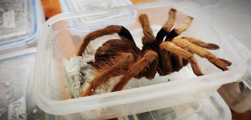 Why are foreign spiders and snakes being brought to Bangladesh?