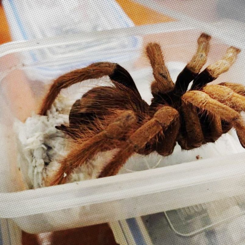 Why are foreign spiders and snakes being brought to Bangladesh?