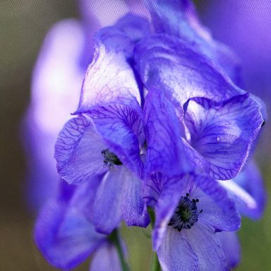 How these poisonous flowers may help develop new medicines for malaria and cancer