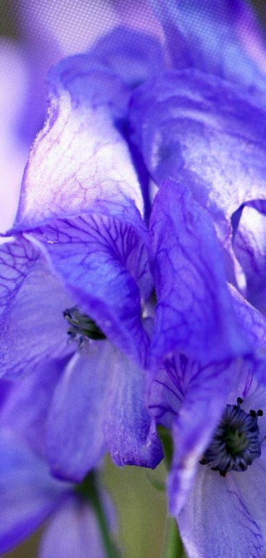 How these poisonous flowers may help develop new medicines for malaria and cancer