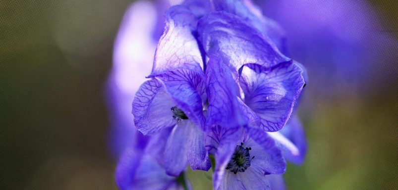 How these poisonous flowers may help develop new medicines for malaria and cancer