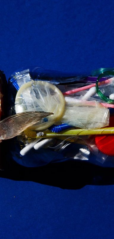 These 7 fish were found with microplastics in Bangladesh