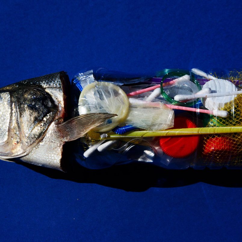 These 7 fish were found with microplastics in Bangladesh
