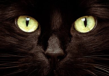 5 facts that reveal what your cat is really thinking