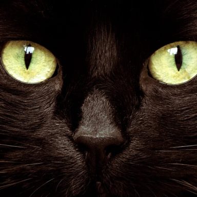 5 facts that reveal what your cat is really thinking