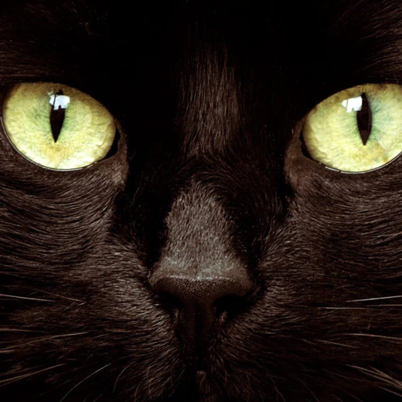 5 facts that reveal what your cat is really thinking
