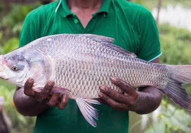 Why does farmed fish smell and what can you do to get rid of the smell?