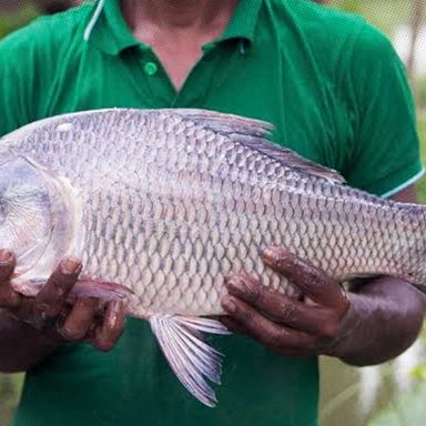 Why does farmed fish smell and what can you do to get rid of the smell?