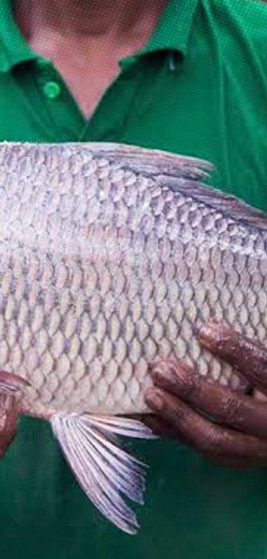Why does farmed fish smell and what can you do to get rid of the smell?