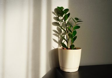6 plants which can survive without sunlight