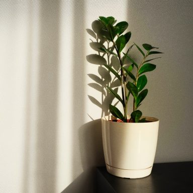 6 plants which can survive without sunlight