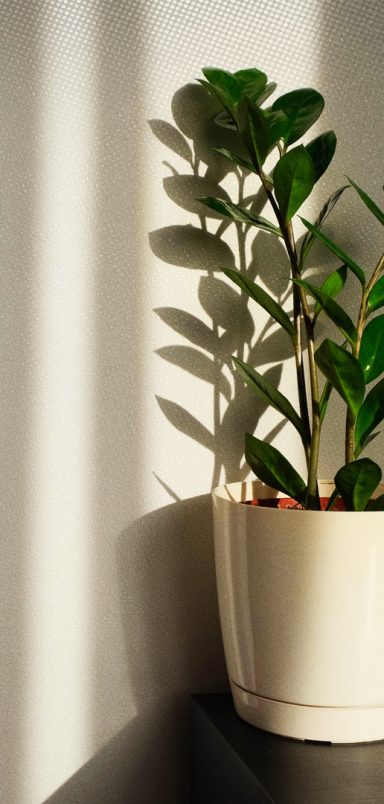 6 plants which can survive without sunlight