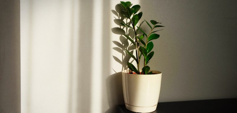 6 plants which can survive without sunlight