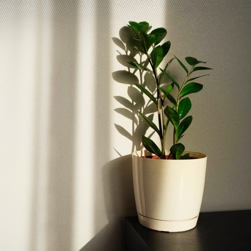 6 plants which can survive without sunlight