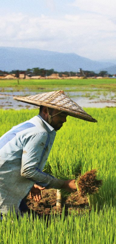 6 countries producing the most rice in the world