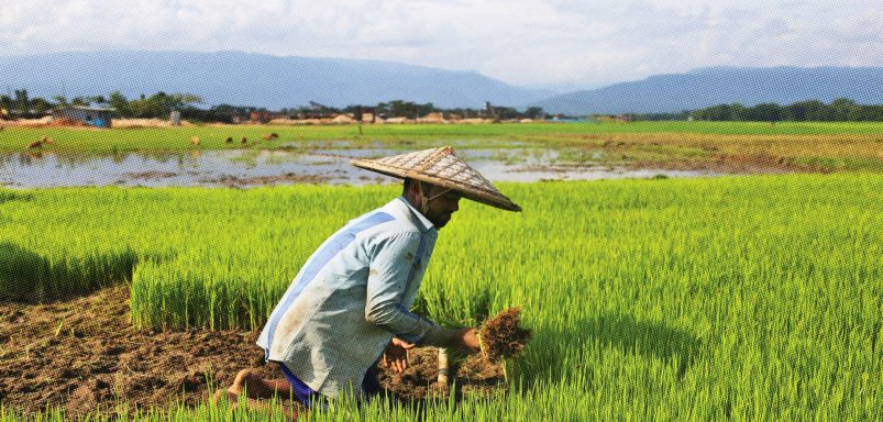 6 countries producing the most rice in the world