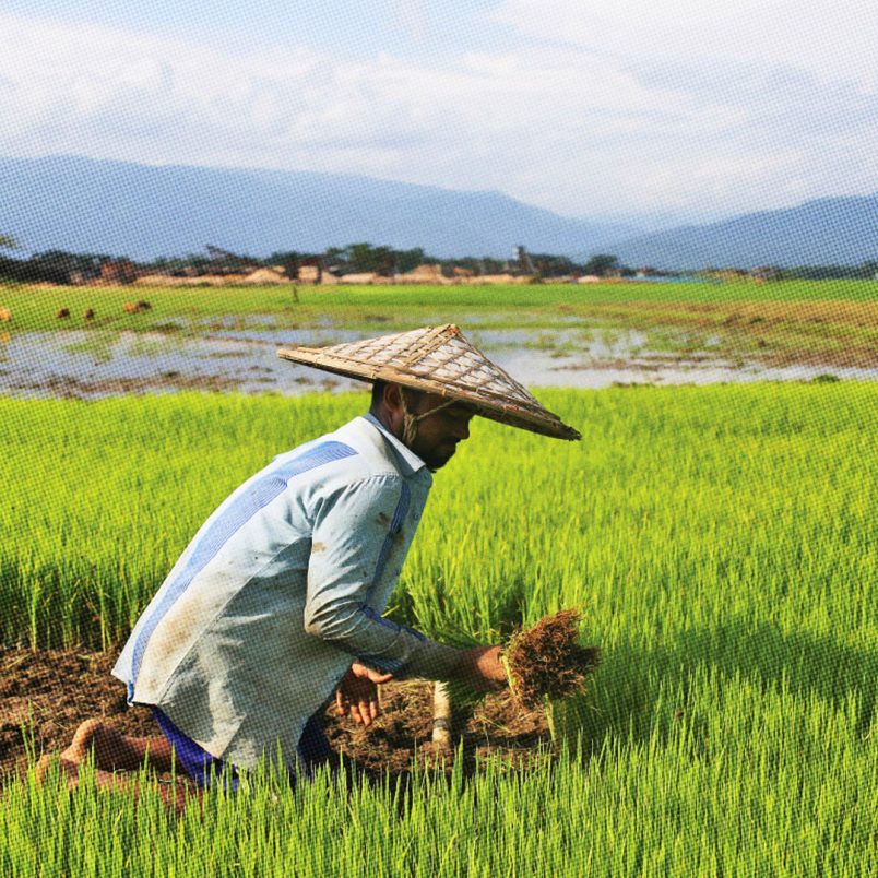 6 countries producing the most rice in the world