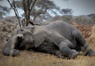 6 mammals that sleep the least