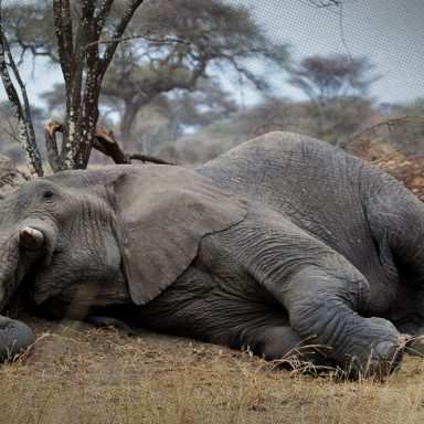 6 mammals that sleep the least