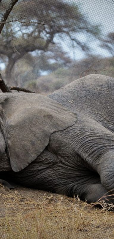 6 mammals that sleep the least