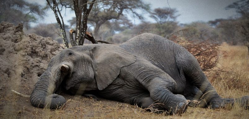 6 mammals that sleep the least